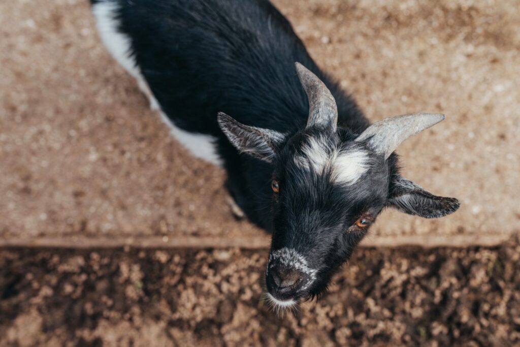 Ausflugtipps NÖ Wildtierpark Hochrieß