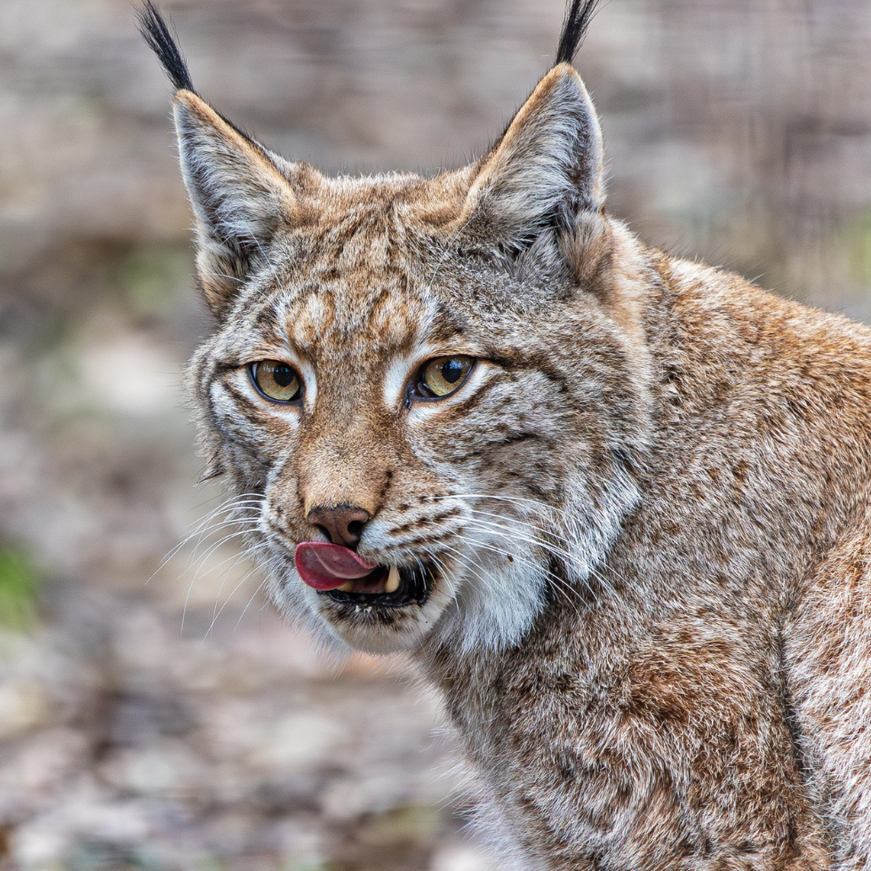 Tierpark Stadt Haag: Luchs