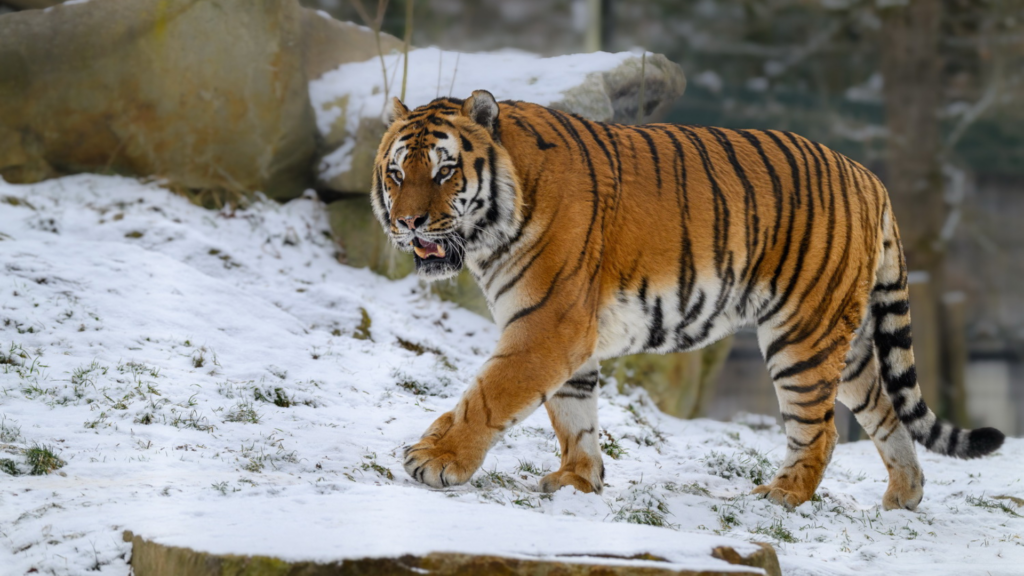 Tierpark Stadt Haag: Tiger