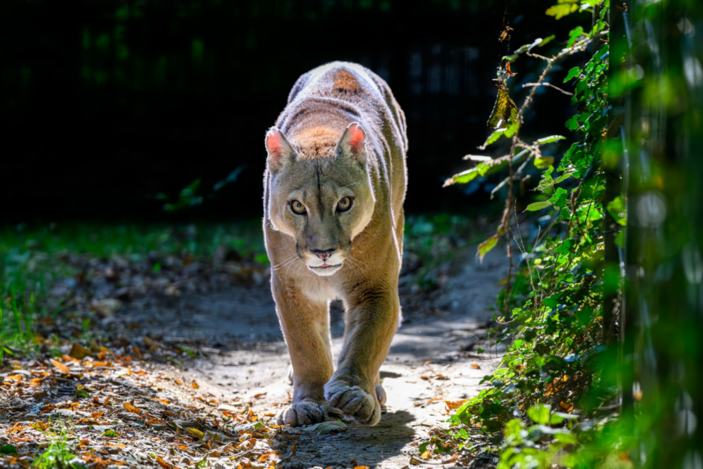 Tierpark Stadt Haag: Puma