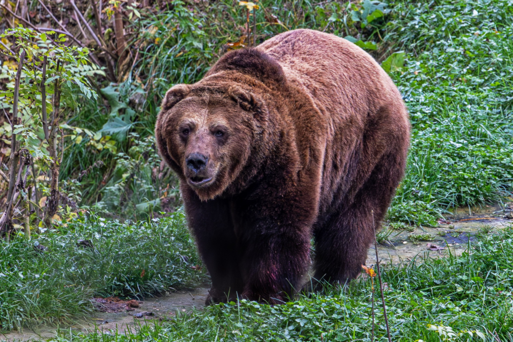 Tierpark Stadt Haag: Braunbär