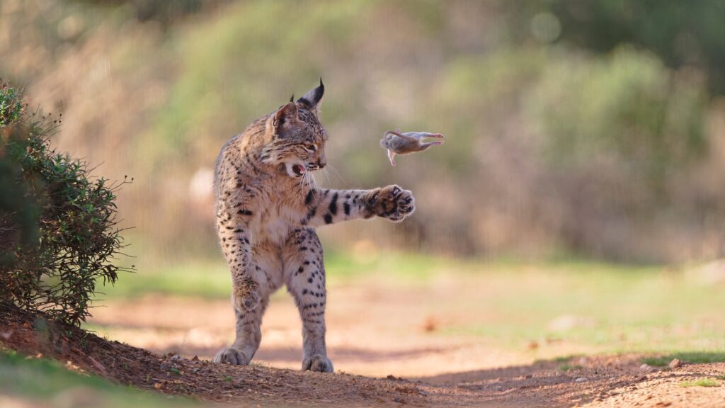 "Flying Rodent" von Josef Stefan