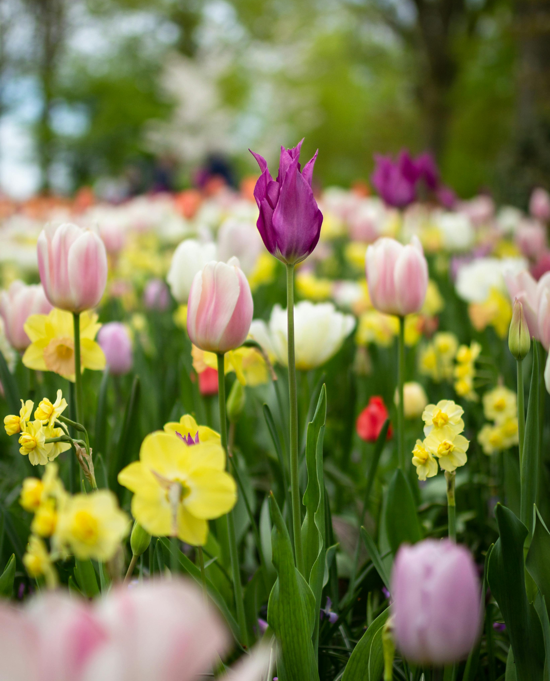 Am Bild sind bunte Tulpen auf einer Blumenwiese zu sehen
