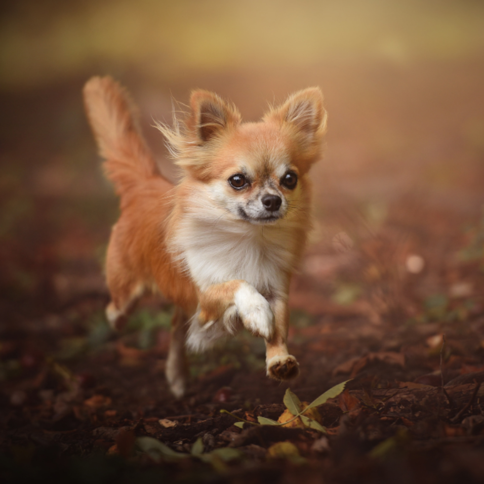 Emma Delux Aparthotel: Hund